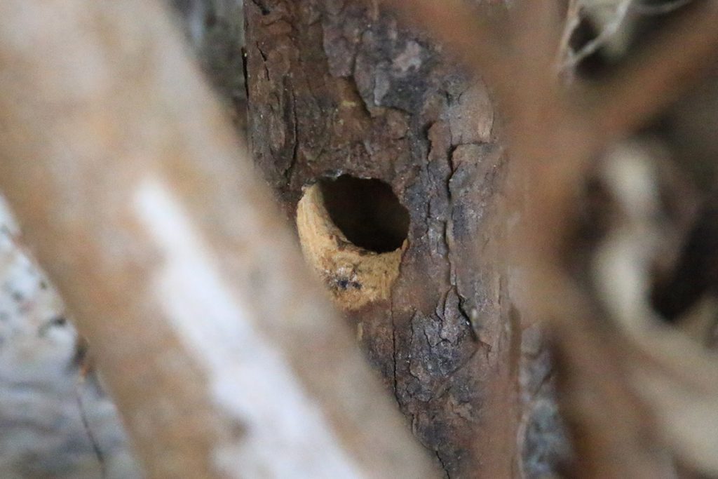 Carpenter bee nest in old, but very special, stick.