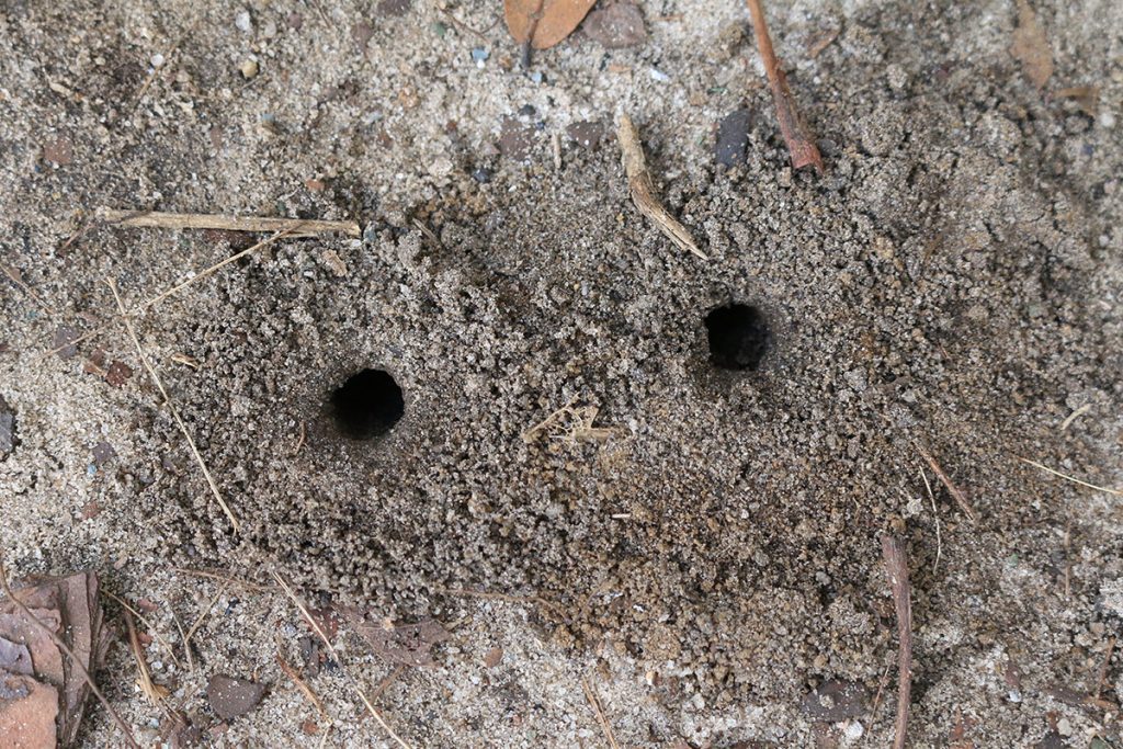 Twin insect cavities in bare dirt.