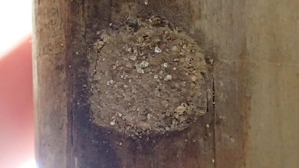 Former carpenter bee nest, sealed with sediment by a mason wasp.