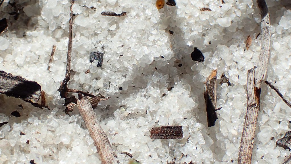 White quartz crystals in the sandy soils of the Munson Sandhills.