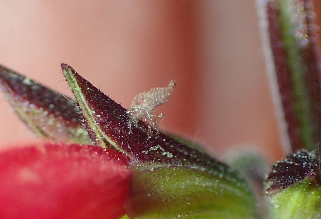 Insect exoskeleton on red salvia flower.