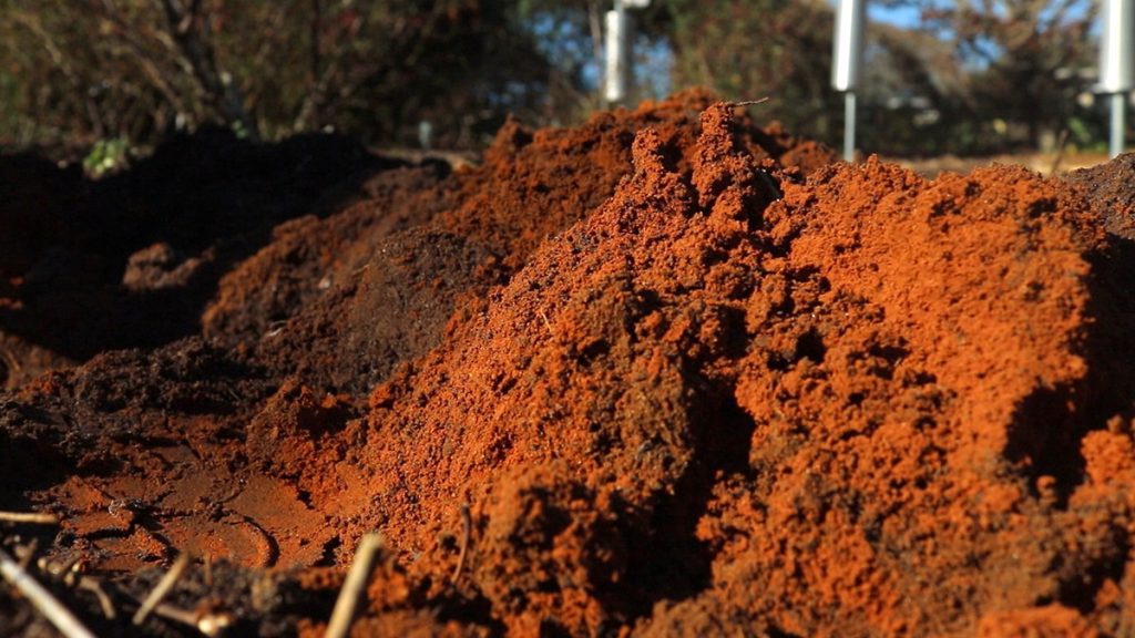 A pile of Orangeburg fine sandy loam, dug from the Extension Office demonstration office.