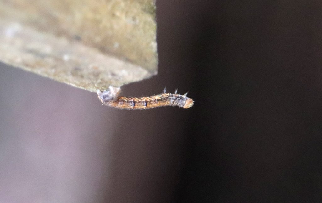 Small inchworm on the side of a bee nesting box.