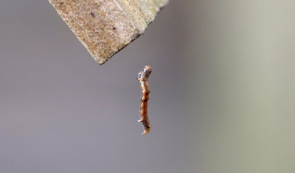 Inchworm dangles from a silky thread.