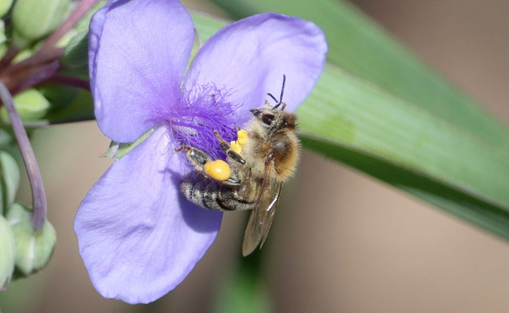 Western honeybee (Apis mellifera) on Ohio spiderwort.