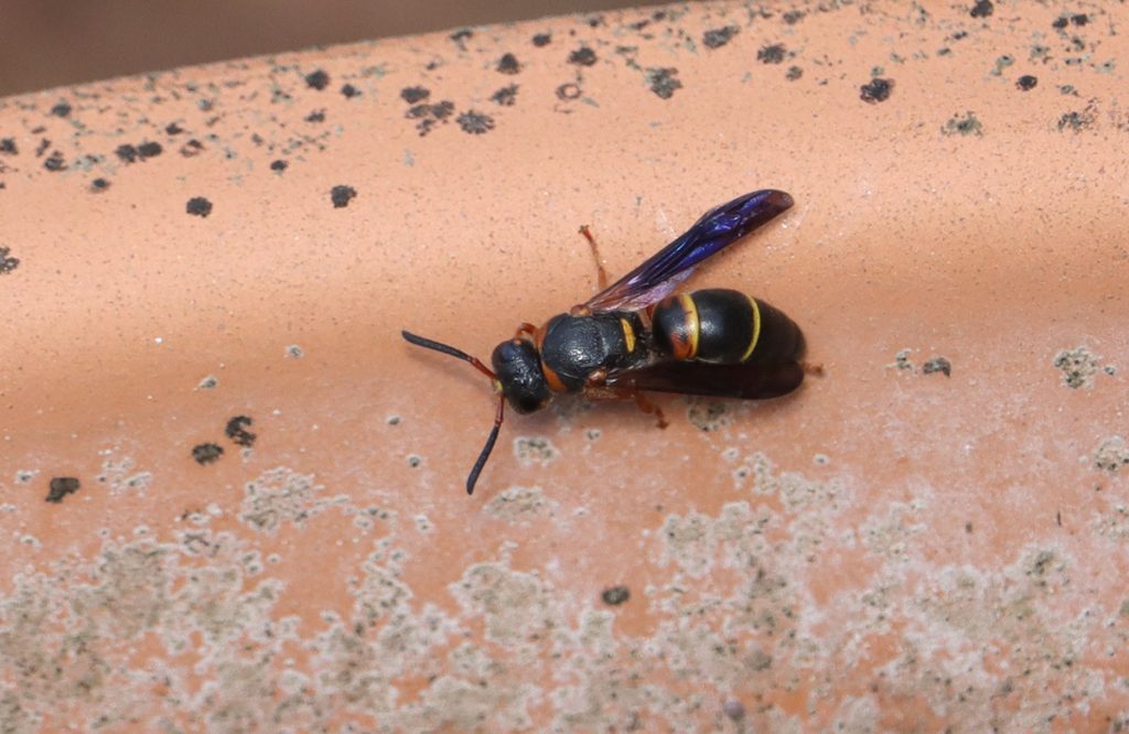 Mason wasp in the genus Euodynerous.