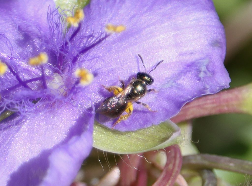 Small Dialictus sweat bee on Ohio spiderwort.