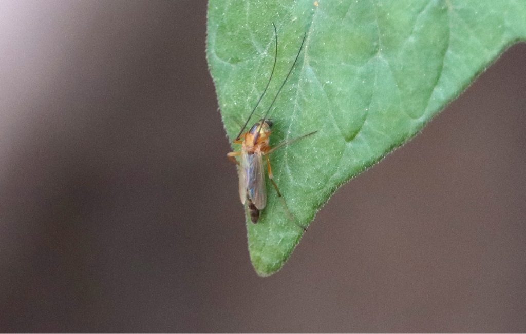 A fly rests on a pepper leaf.