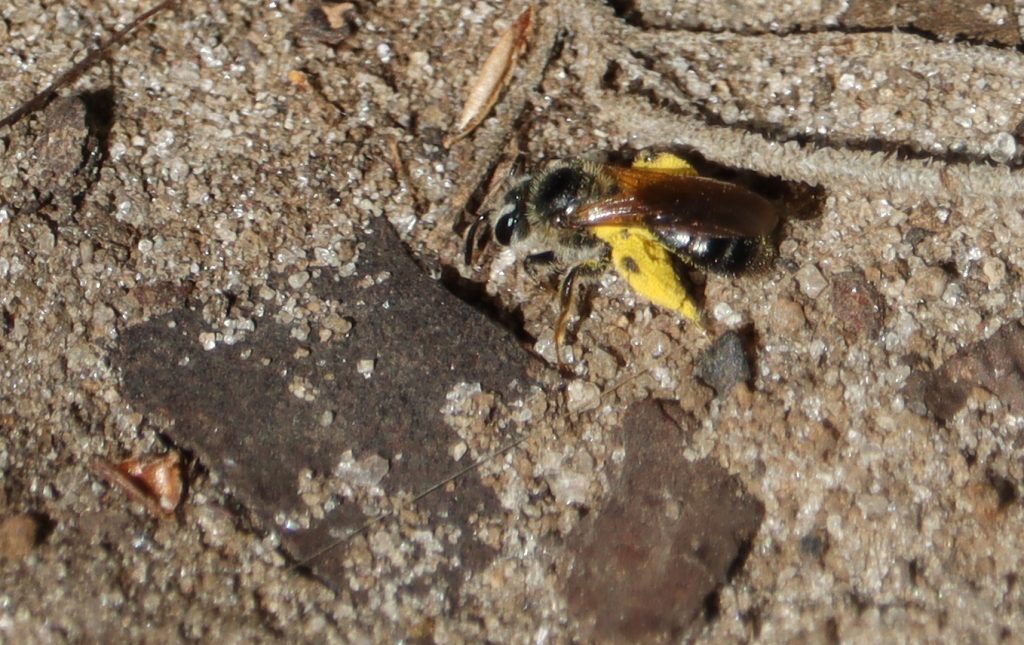 Mining bee in the genus Andrena, returning to its nest, which is concealed by a fallen leaf.