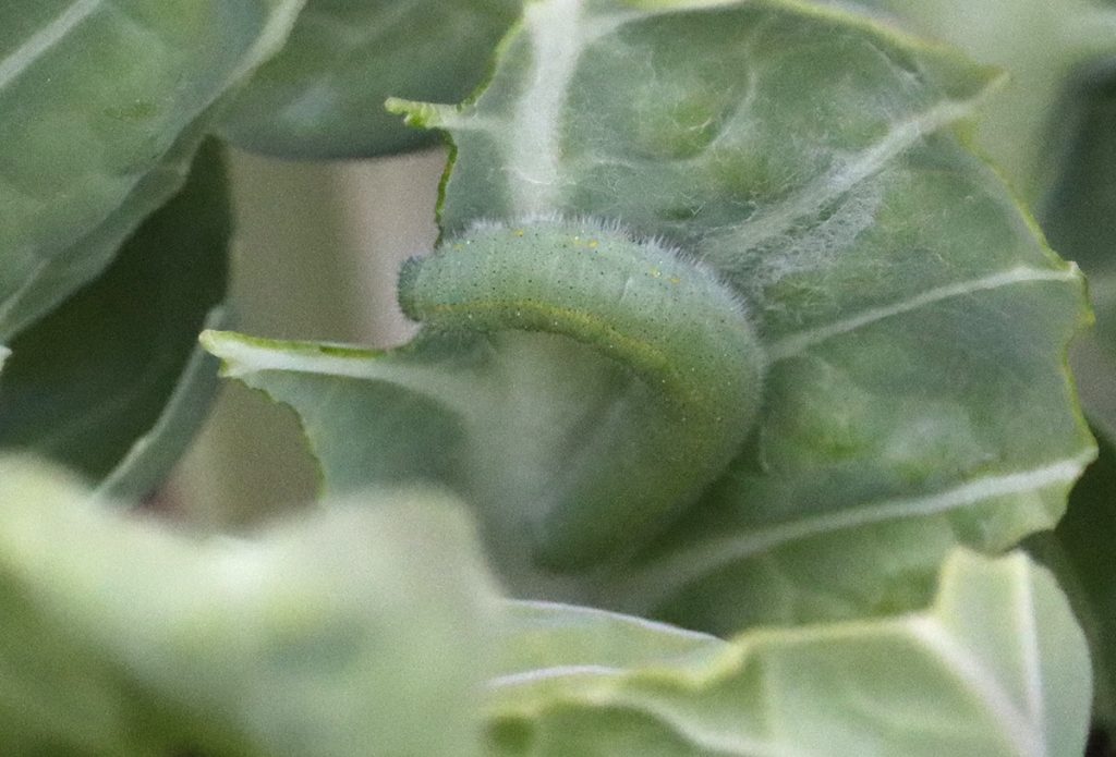 Cabbage white caterpillar on cauliflower leaf.
