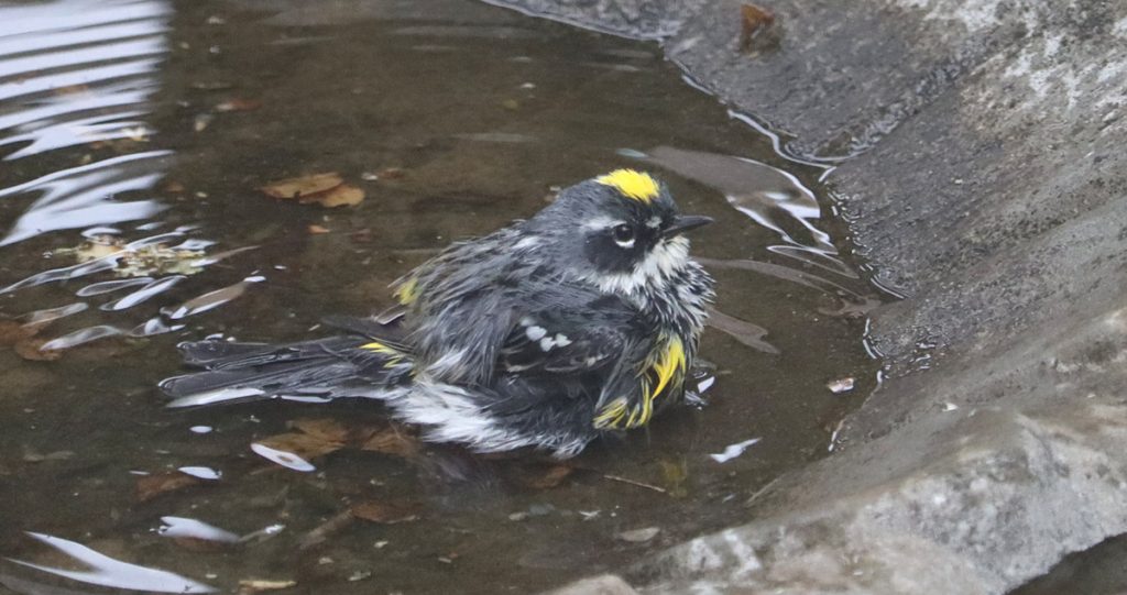Yellow rumped warbler, in its summer plumage, takes a bath.