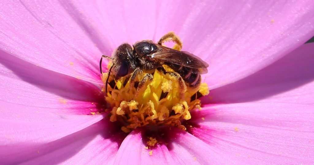 Poey's furrow bee on cosmo flower.