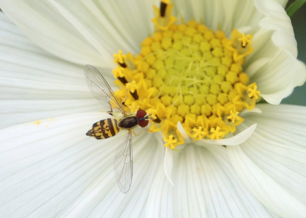 An Eastern calligrapher (Toxomerus geminatus) Hoverfly on cosmo flower.