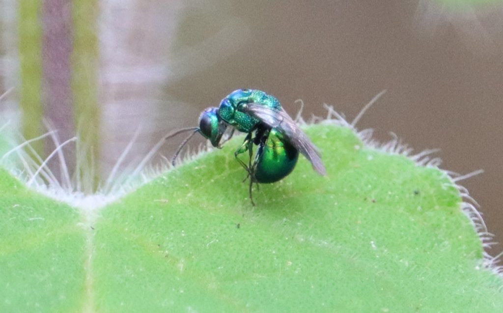 A blue sweat bee- maybe an Augochlorine bee?