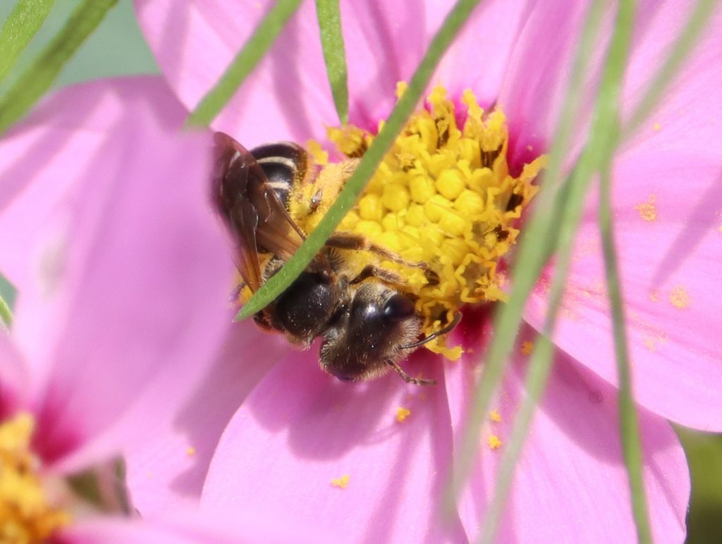 Poey's furrow bee on cosmo flower.