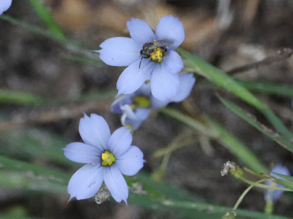 Dialictus bee on blue-eyed grass flower.