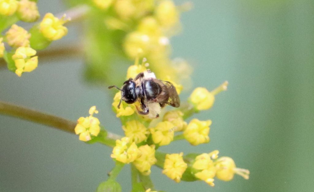 Dialictus bee on fennel flower.