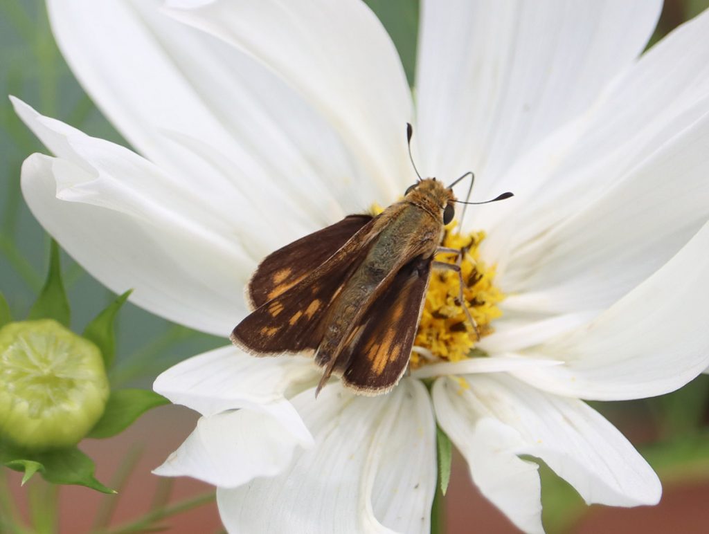 Different fiery skipper on cosmo flower.  Maybe a female?