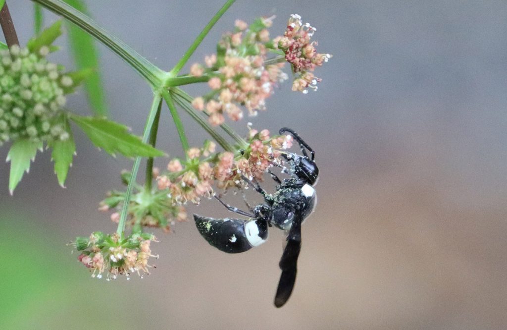 Four-toothed mason wasp on meadow parsnip flowers.