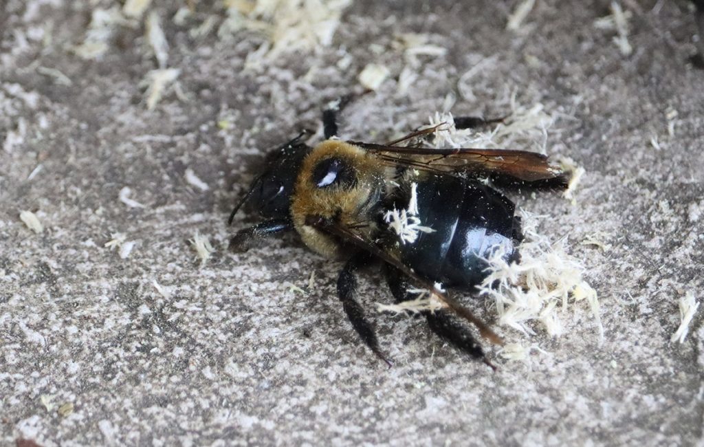 Dead carpenter bee.