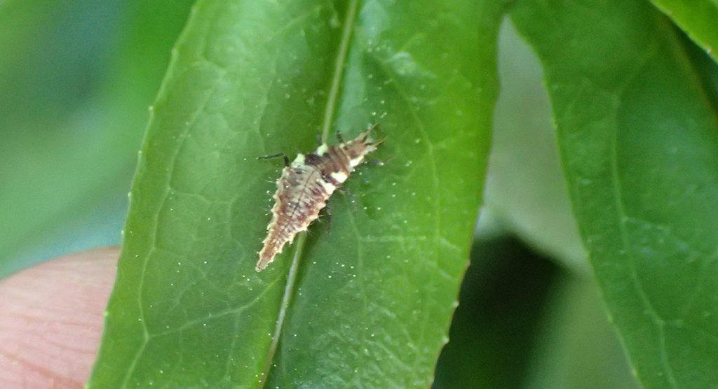 Lacewing larva.