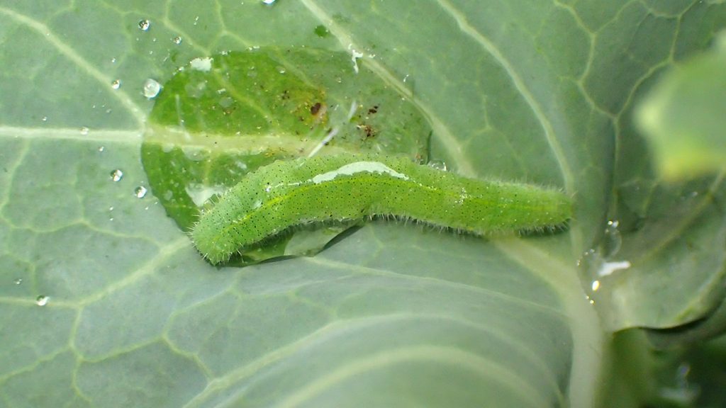 Cabbage white caterpillar on Brussels sprout leaf.