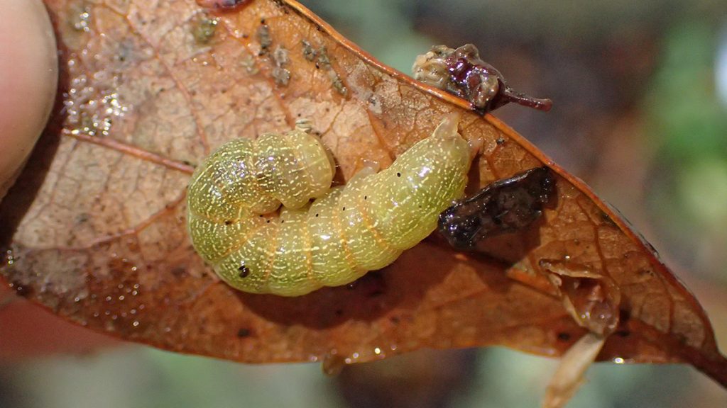 Caterpillar under a leaf.
