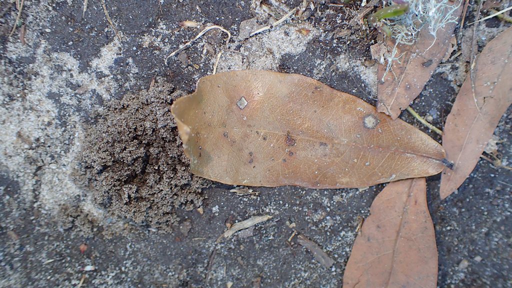 A pile of soil by a leaf.  A new bee nest?