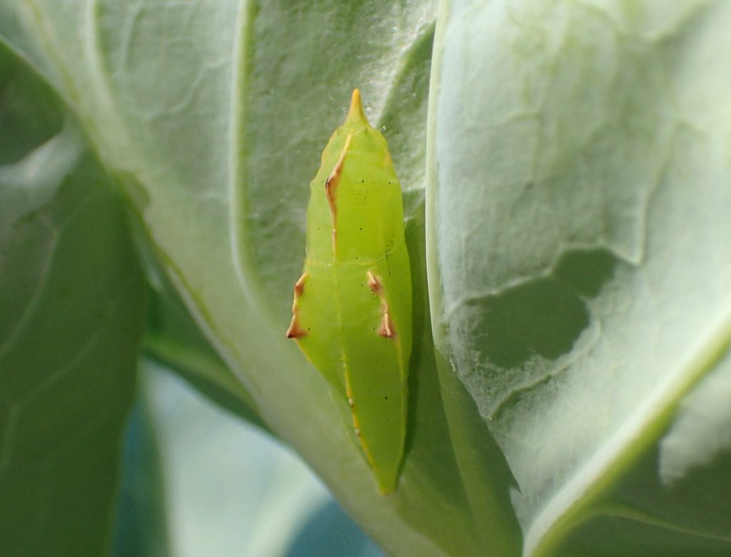 Cabbage white butterfly chrysalis on Brussels sprout plant.