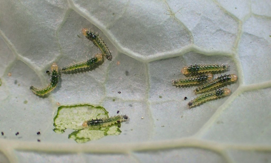 Cross-striped cabbage worm caterpillars on a brassica leaf.