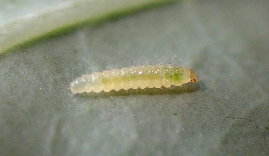 White translucent caterpillar.