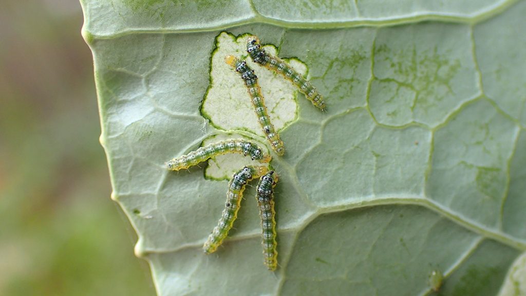 Cross-striped cabbage worm caterpillars