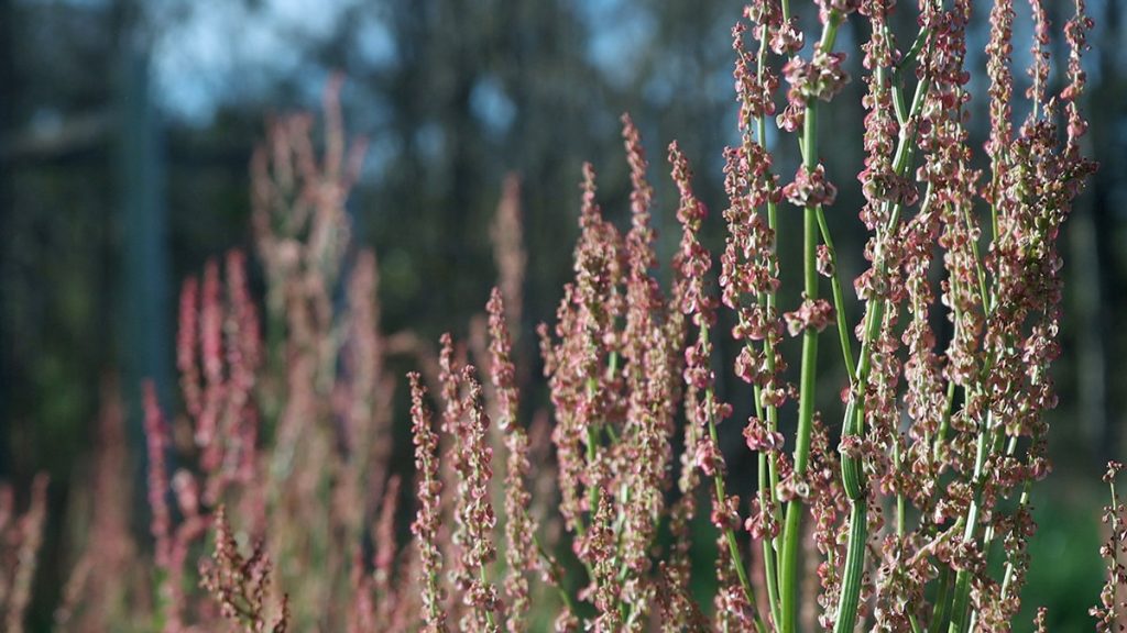 Hestate-leaved dock (Rumex hastatulus), a native wildflower that grows in disturbed areas, and near water.