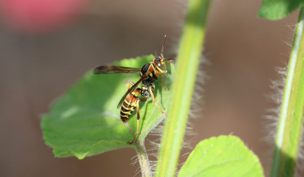 Possibly a least paper wasp (Polistes dorsalis)
