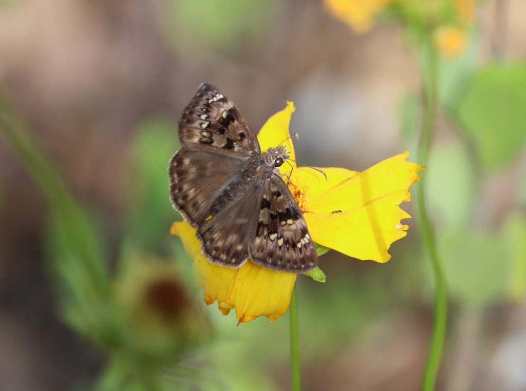Horace's duskywing on lance-leaved coreopsis.