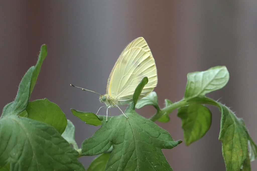 Cabbage white butterfly rests on a tomato plant.