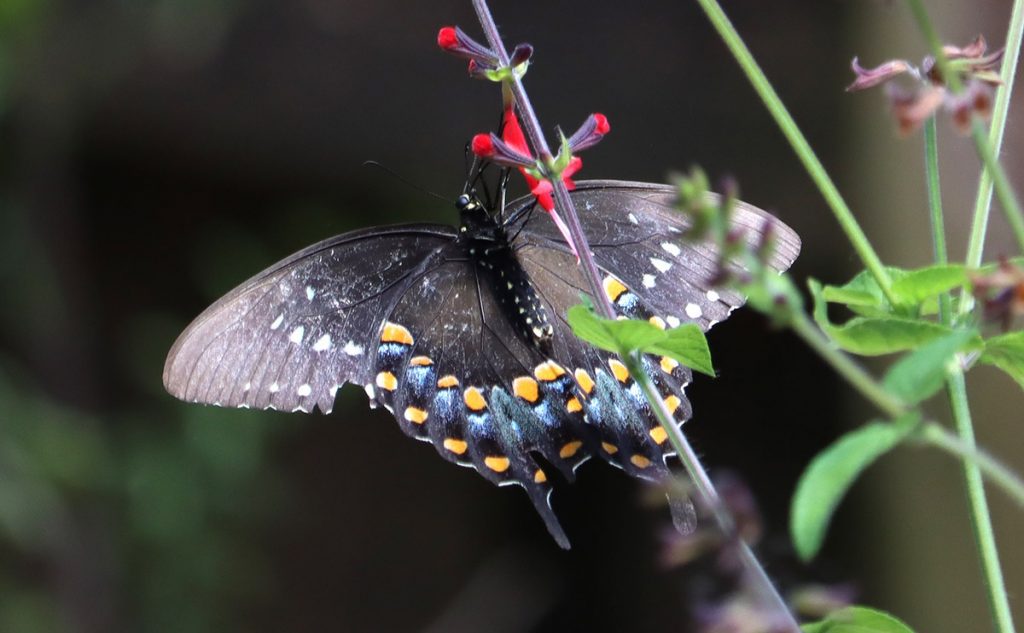 Spicebush swallowtail (Papilio troilus) on tropical sage flower.