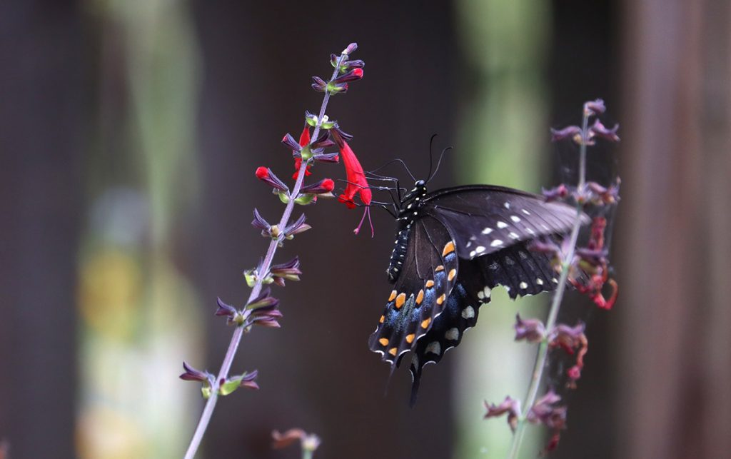 Spicebush swallowtail (Papilio troilus) on tropical sage flower.