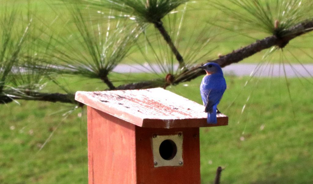 Bluebird box, with bluebird