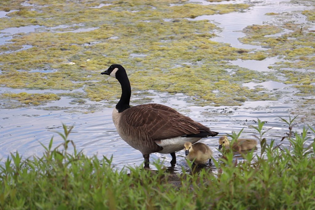 A goose and goslings about to step into algae filled water.