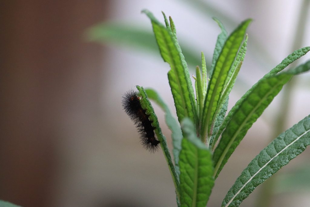 Giant leopard moth caterpillar on ironweed.