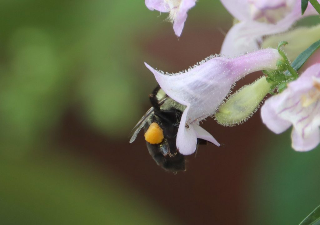 Eastern bumblebee in Pentsemon flower.