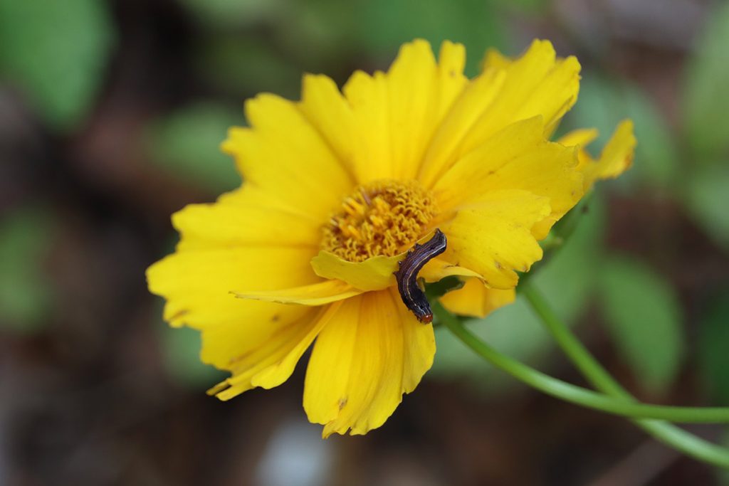 Armyworm on lance-leaved coreopsis flower.