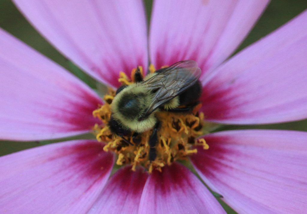 Bumblebee on cosmo flower.