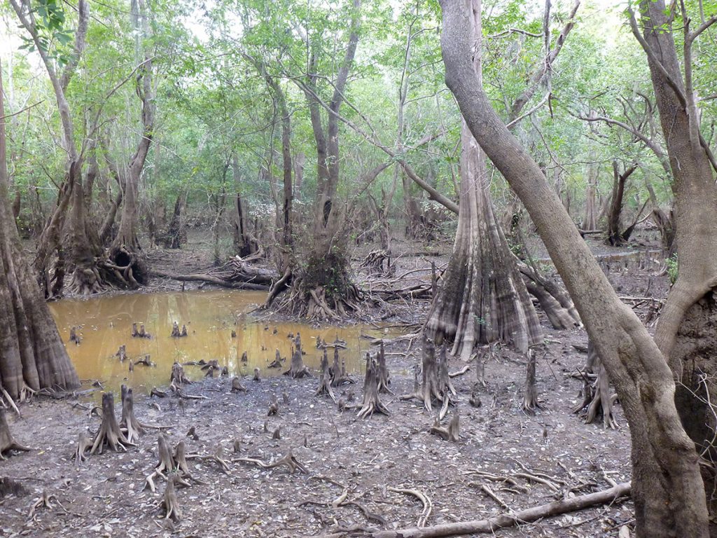 Sutton Lake, a backwater swamp near Blountstown.