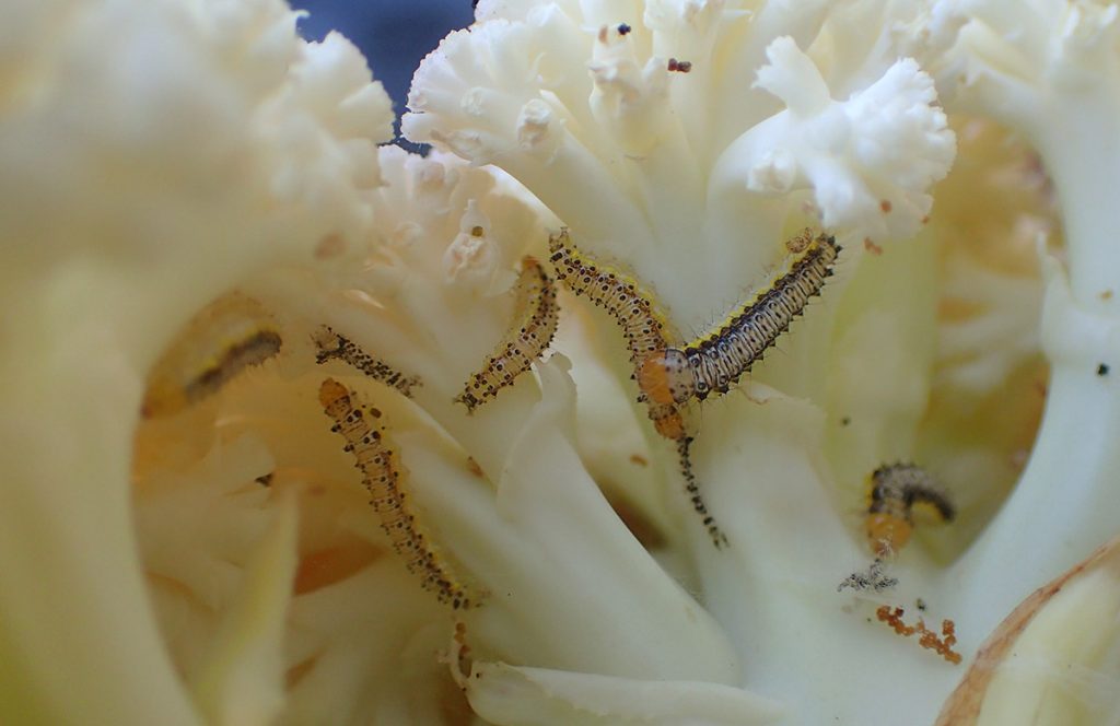Cross-striped cabbage worm caterpillars hide in and eat cauliflower.