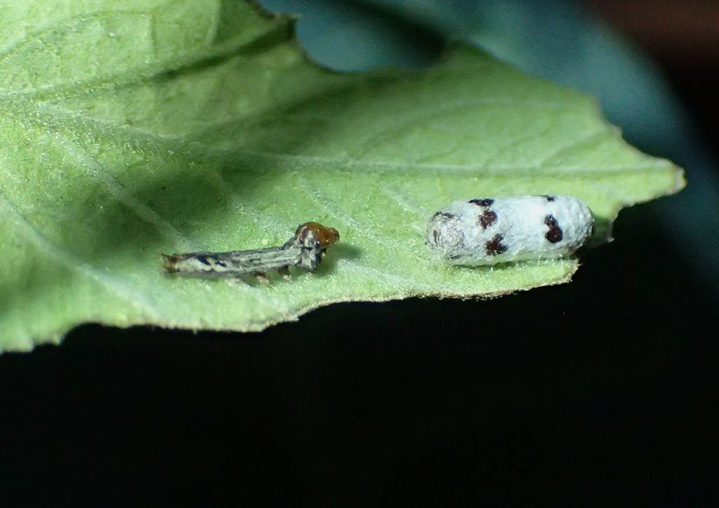 Caterpillar and black and white cocoon on leaf.