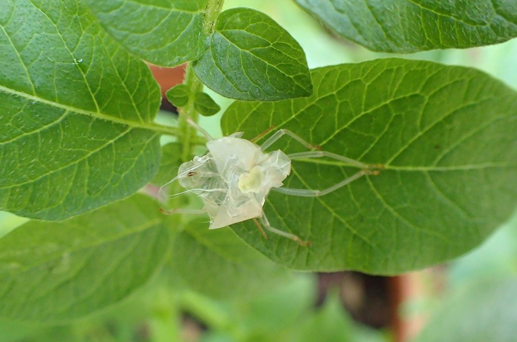 Insect carapace on potato leaf.