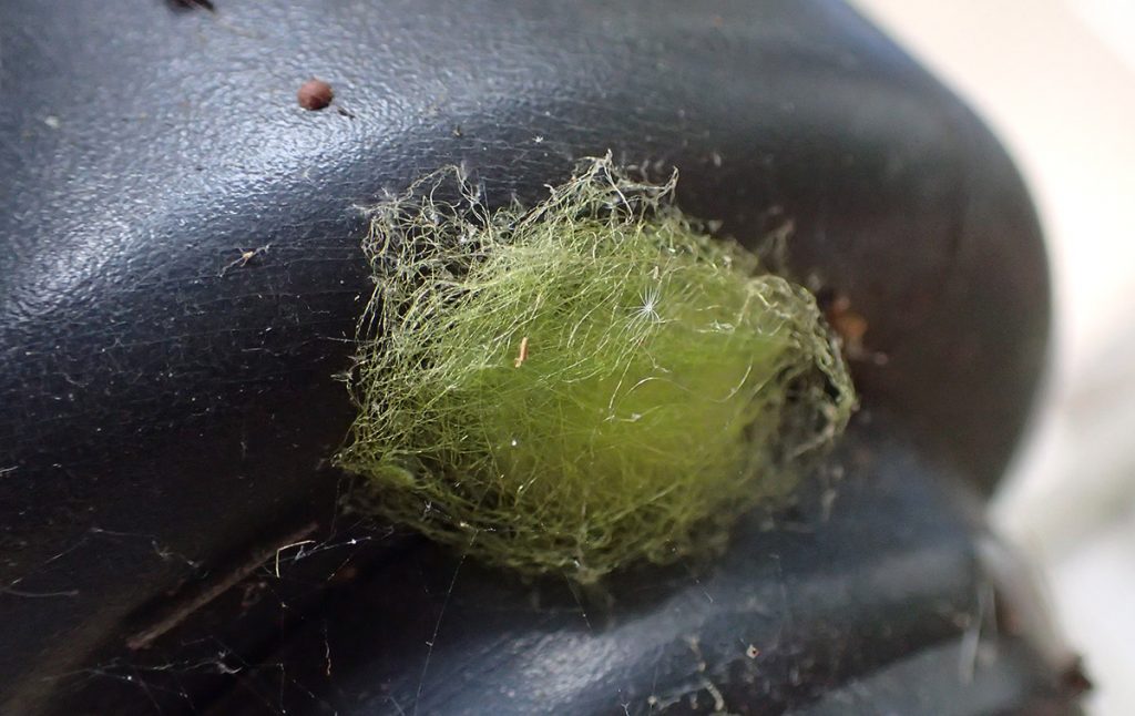 Bright green fuzzy moth cocoon.