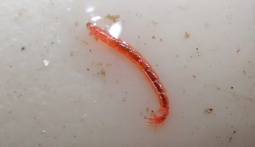 Chironomus larva found in bird bath.